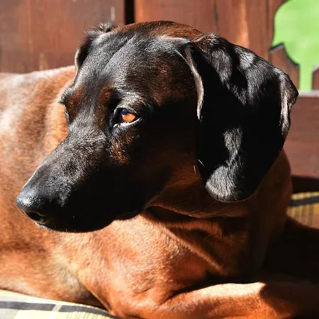 帕克勒早餐膳宿酒店 招待所 格绍