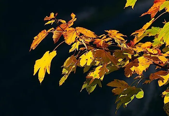 Fruehstueckspension Pachler 2*