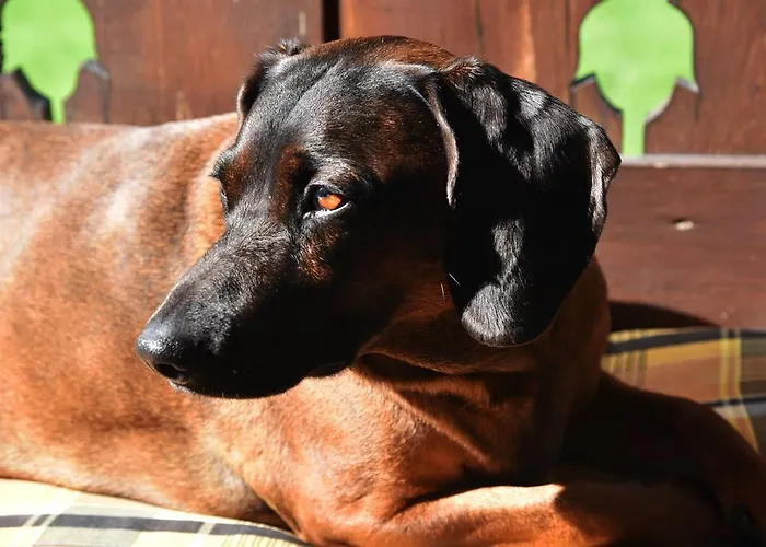 Fruehstueckspension Pachler Konukevi Gosau